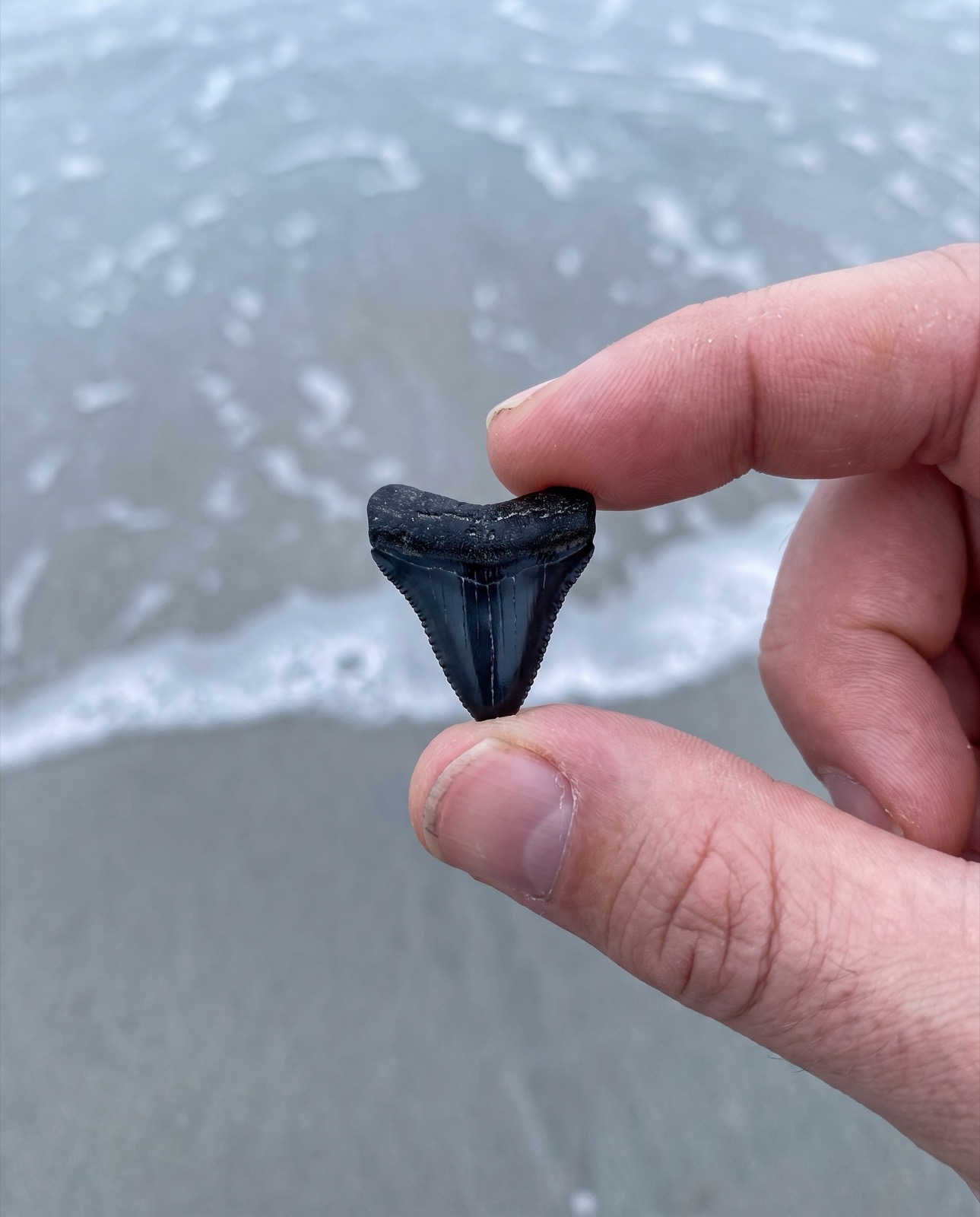 Shark tooth hunting on a Florida beach