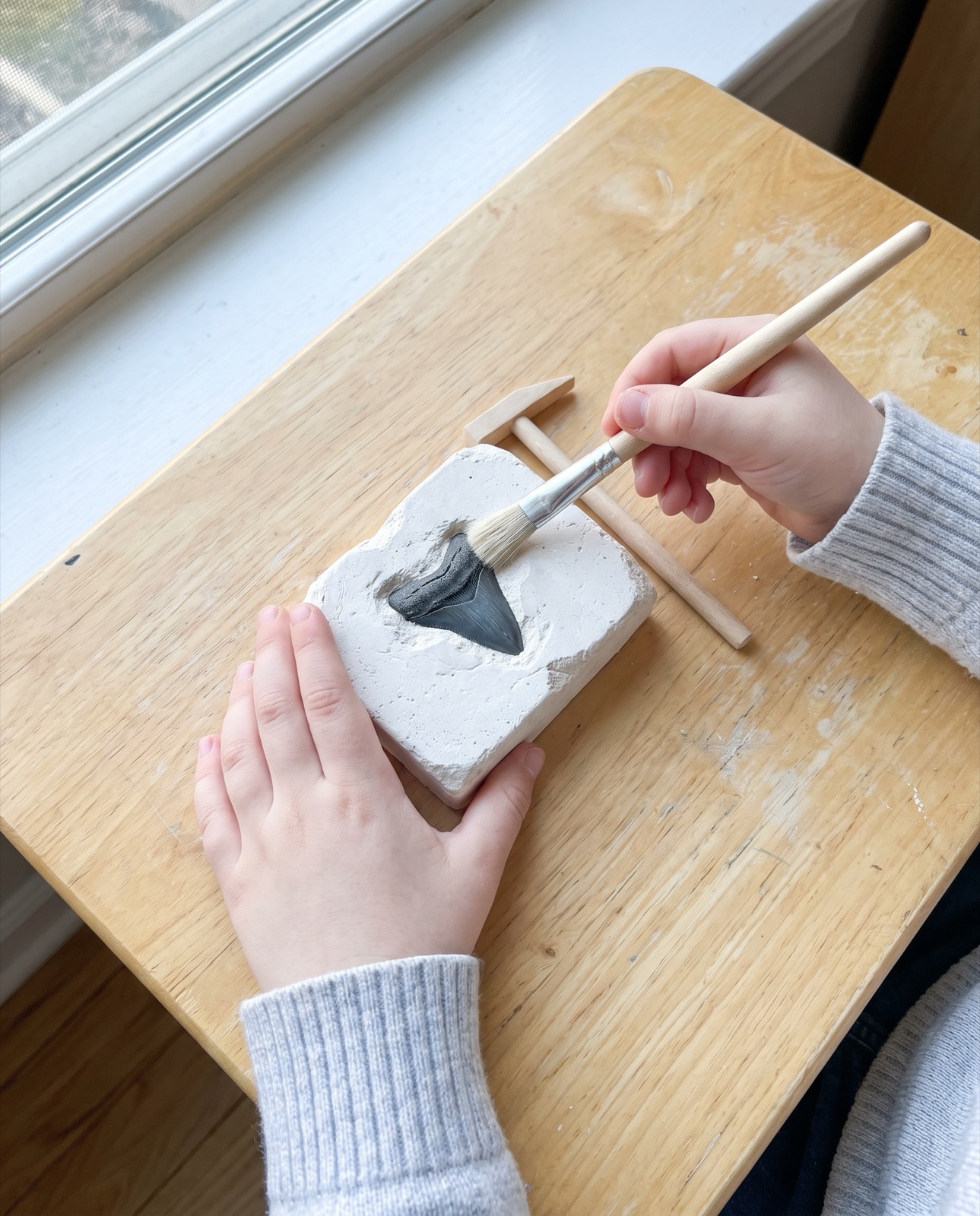 A kid brushing sand off a fossil shark tooth from a dig kit