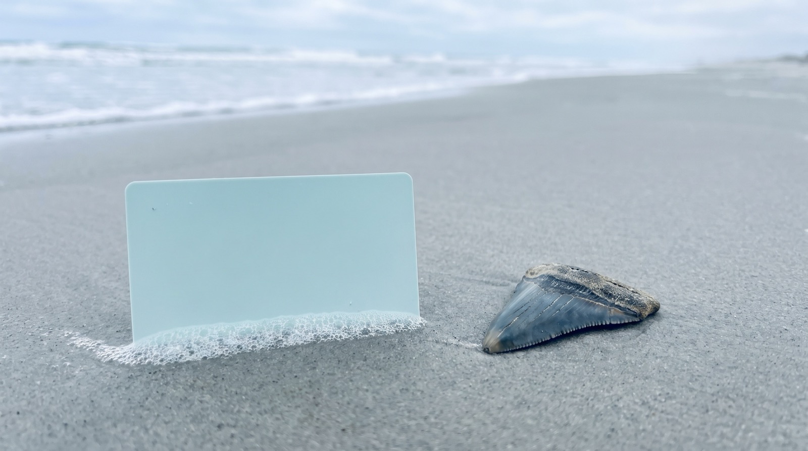 The Tooth Locker gift card with a shark tooth