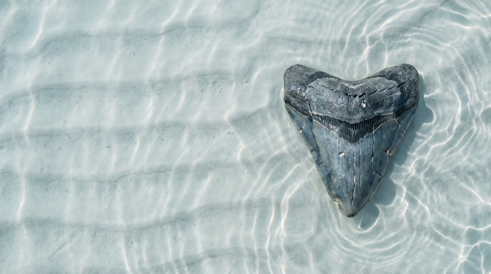 A black megalodon tooth resting on rippled sand under clear shallow water