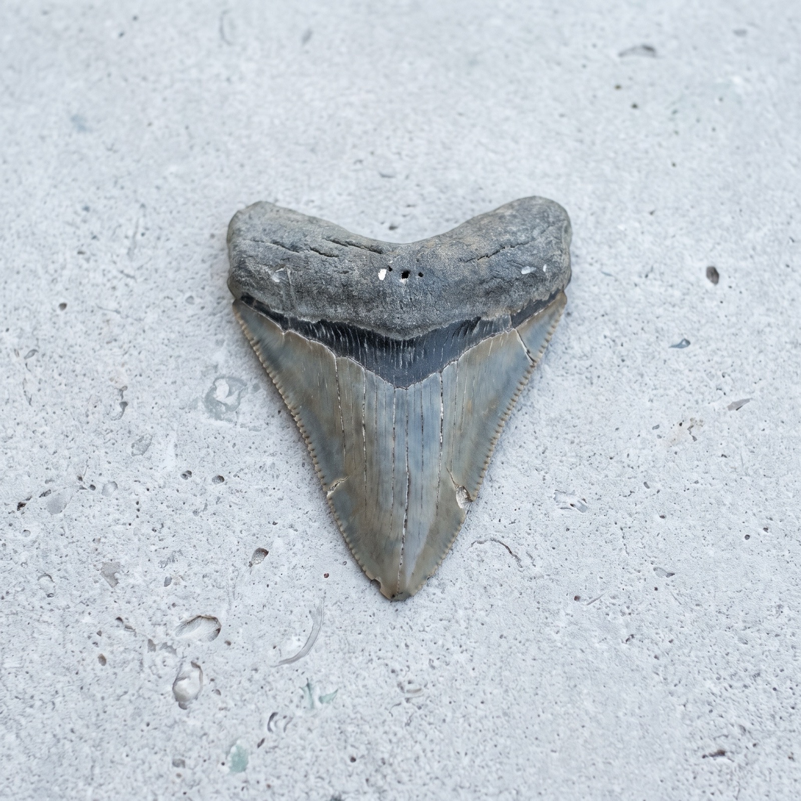 Megalodon 2.8 in, Venice FL