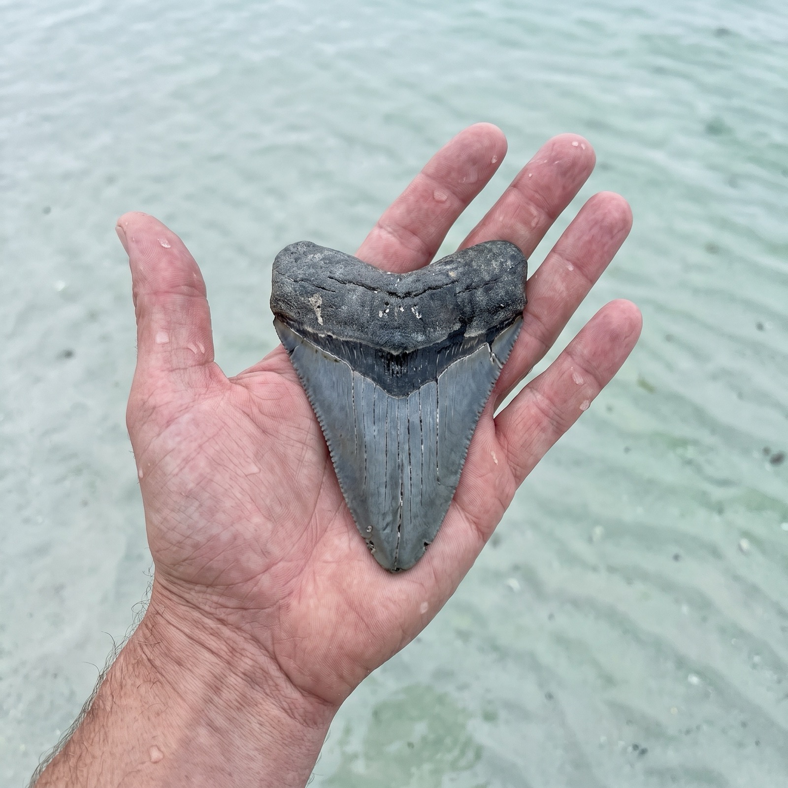 Tooth next to a ruler for scale