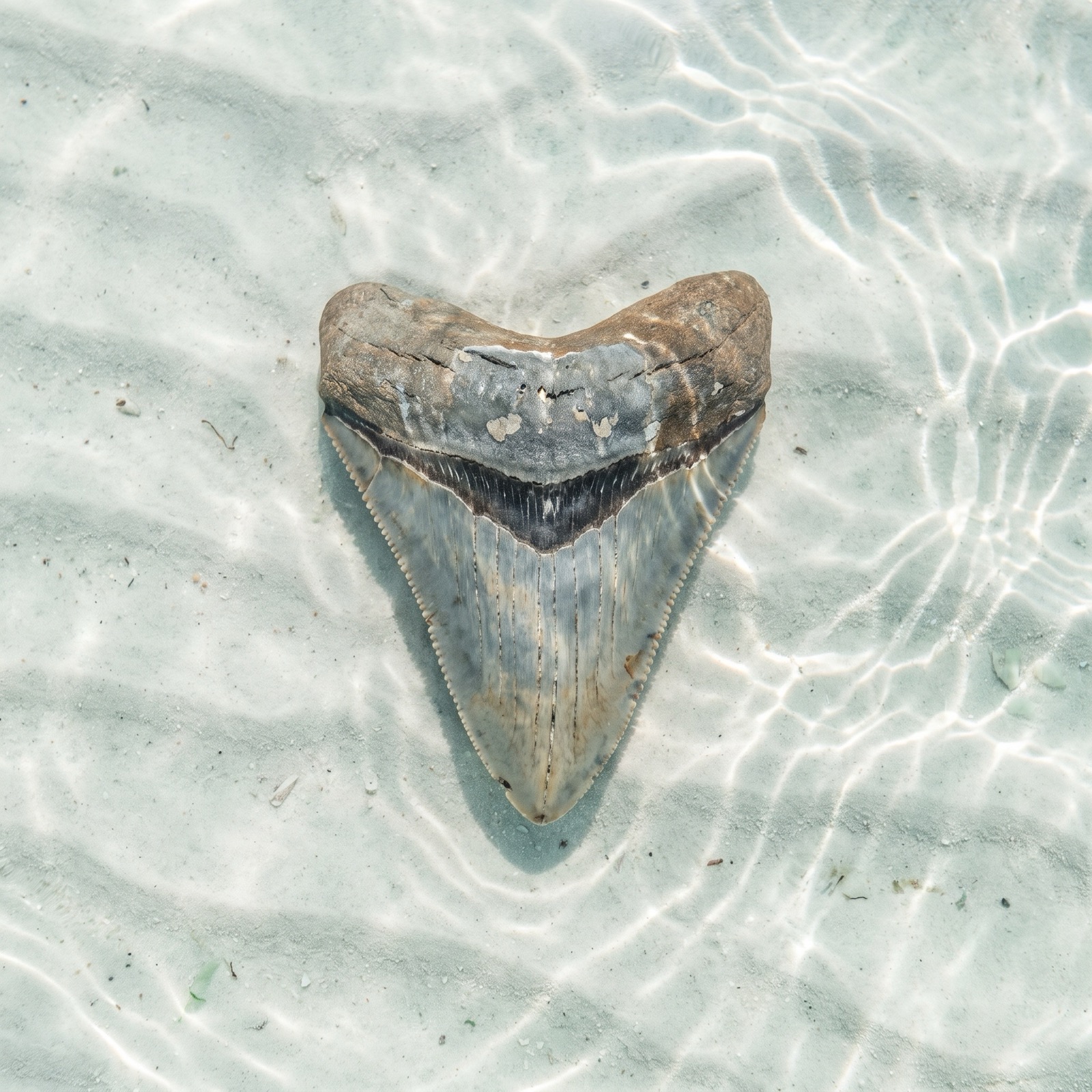 Megalodon 5.3 in, serrated