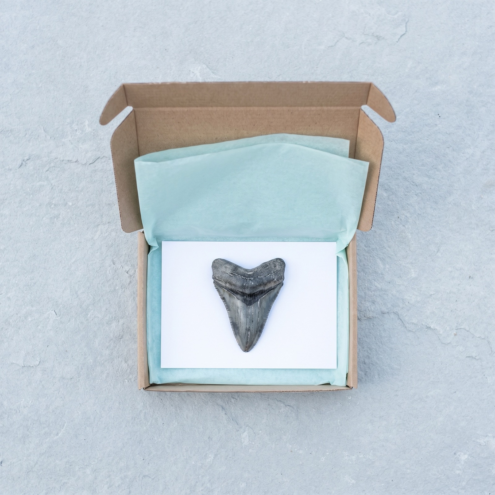 Tooth of the Month box open with a fossil tooth and tag inside