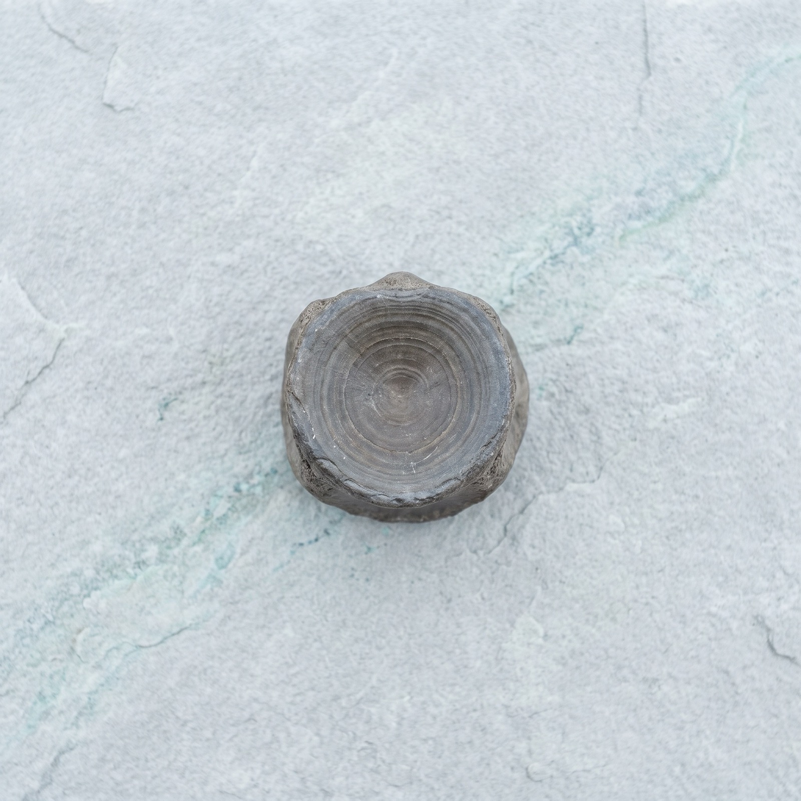 Shark vertebra